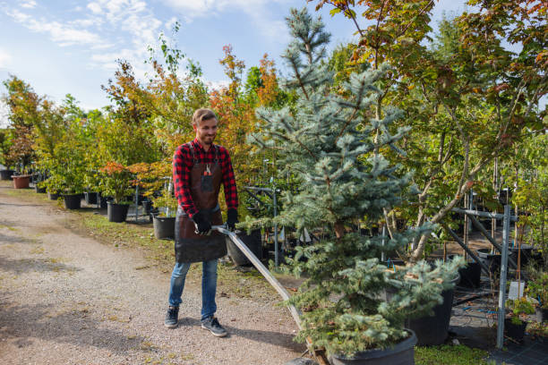 Best Tree Trimming and Pruning  in Sarasota Springs, FL